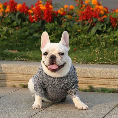 XS-XXL Farbzubehör Moderne Hundebekleidung für Hunde